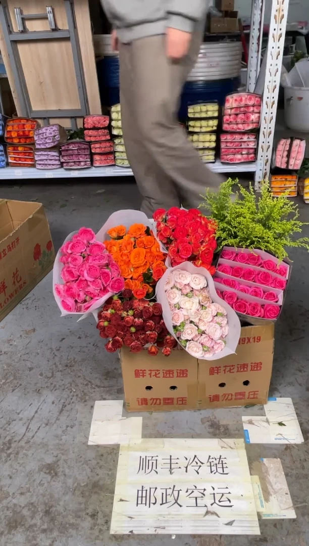 折射1扎+巧克力1扎+橙芭比1扎+苏菲1扎+爱丽丝1扎+弗洛1扎+黄莺