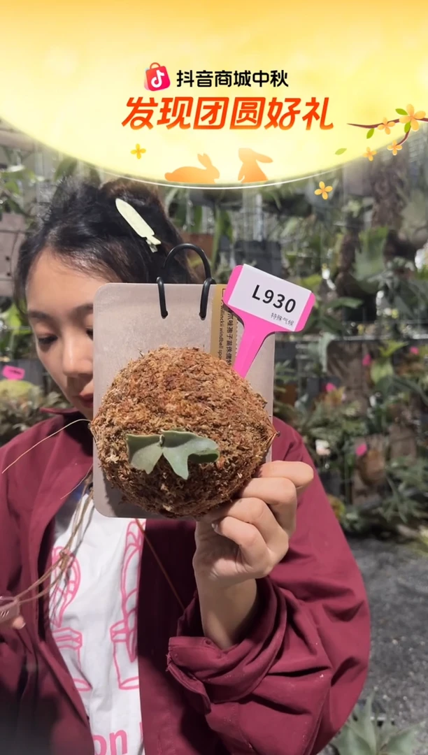 不开花植物L930-风铃爪哇孢子苗侏儒特选