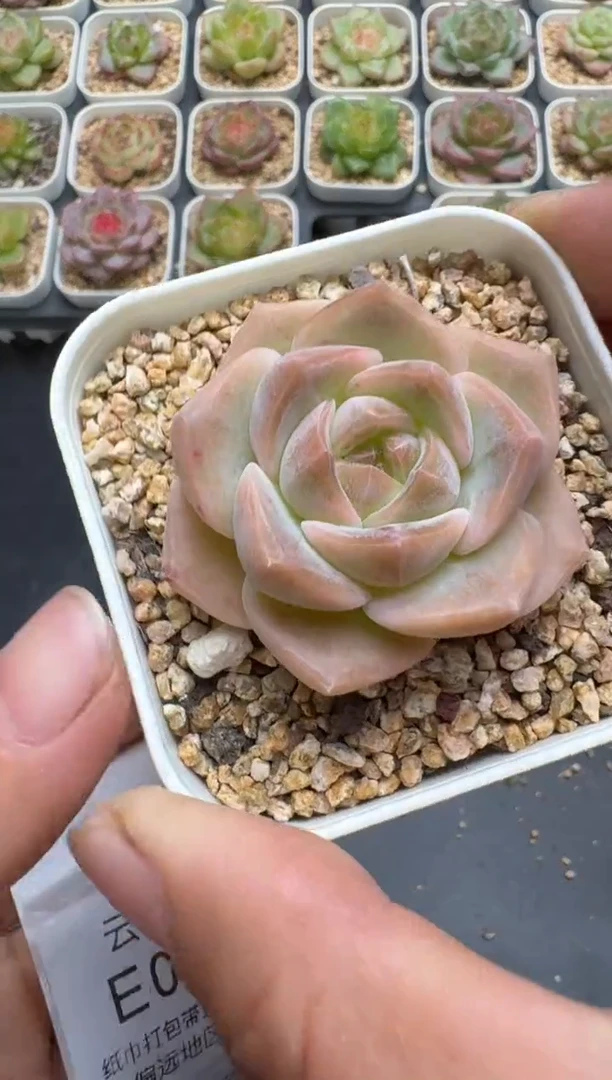 683E云禹多肉植物 带盆土纸巾打包 3颗包邮
