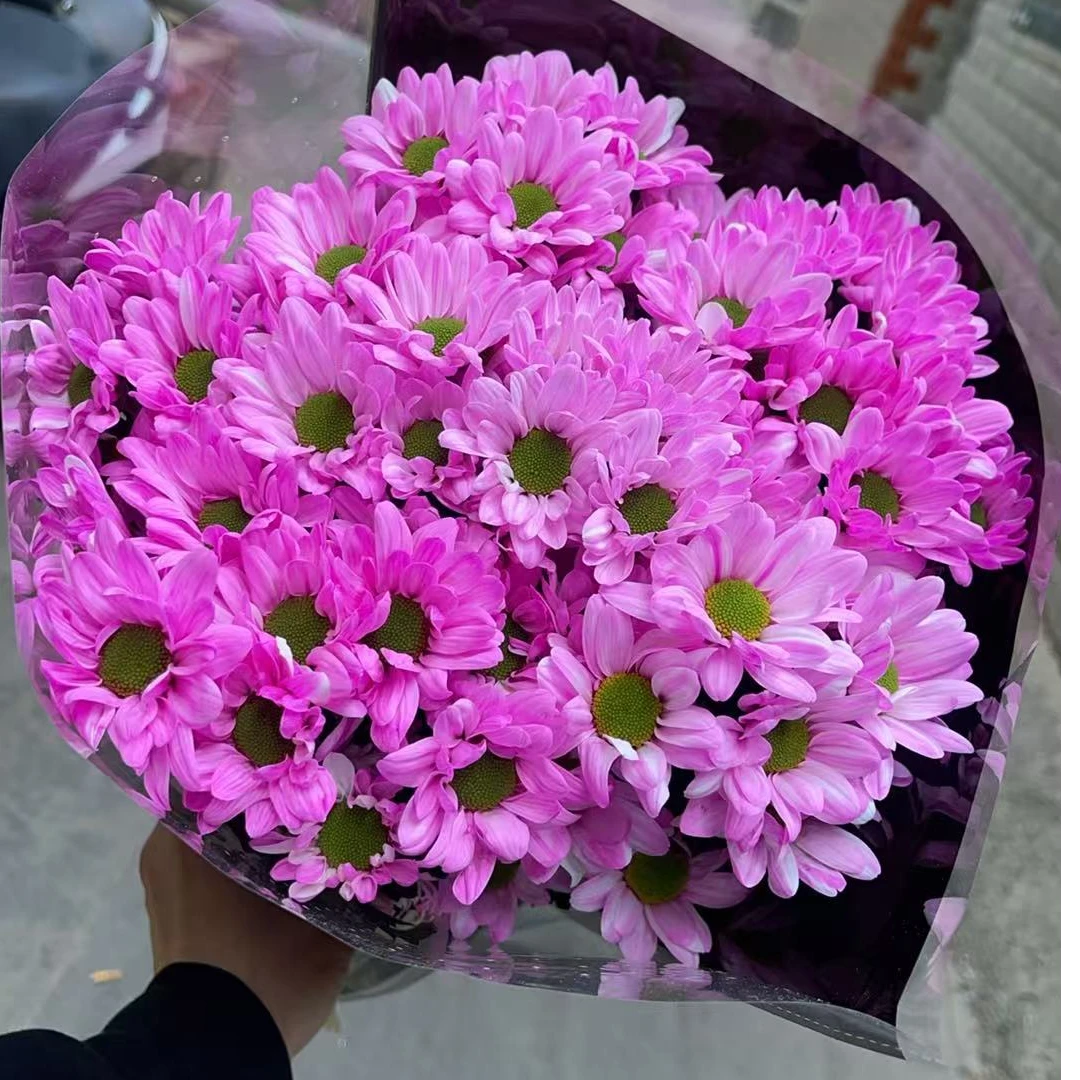 吸色小菊（玫红色）小雏菊全店任意4单一个运费