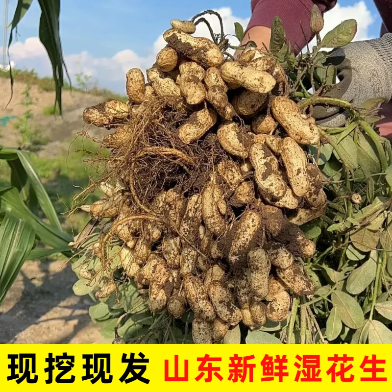 《星漫自产》山东新鲜湿花生带壳带泥大颗粒生花生当季现挖现发