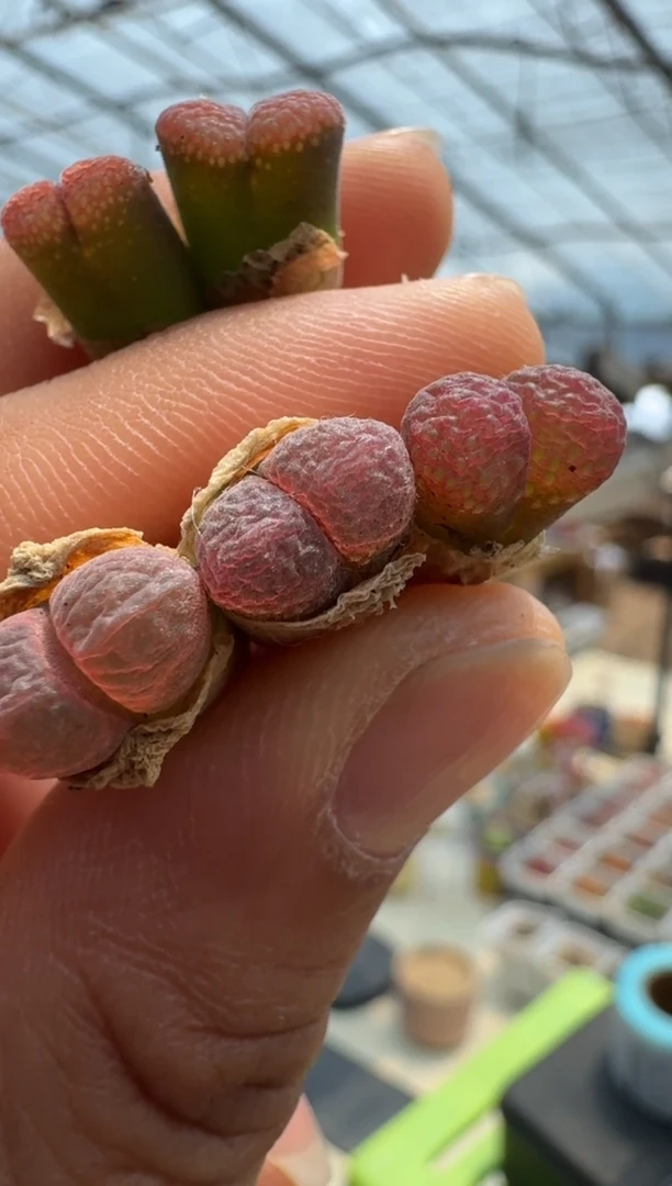 疯狂的多肉石头27-801紫烟一颗