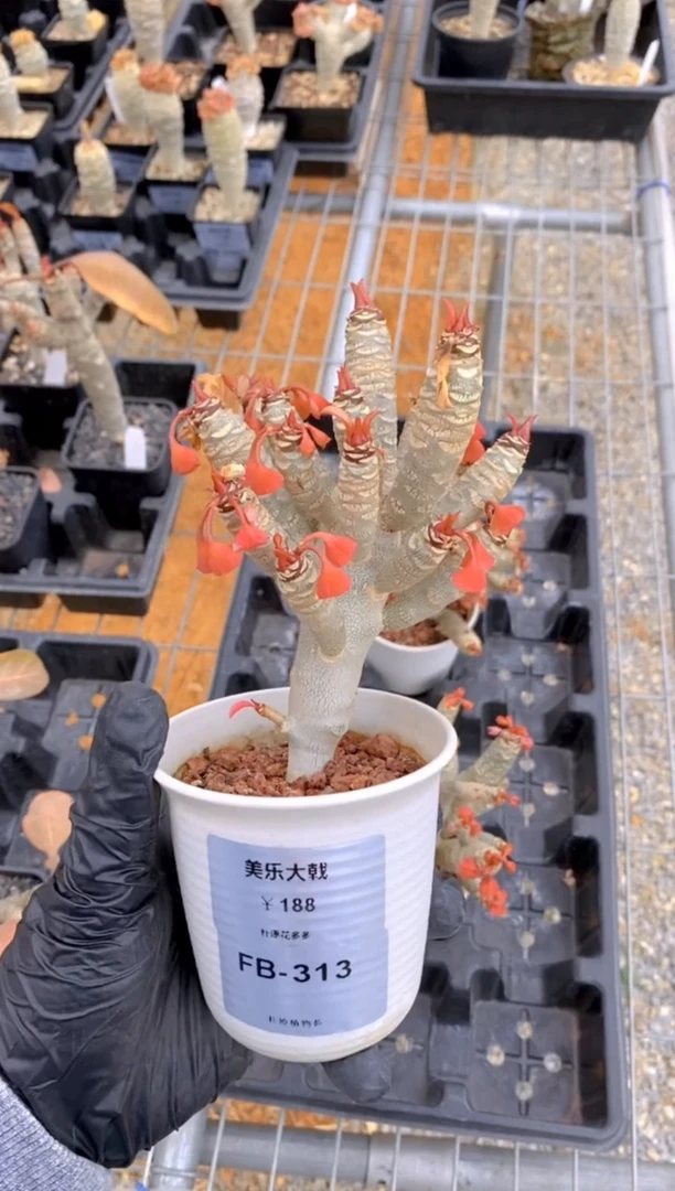 【闪购商品】美乐大戟FB-313