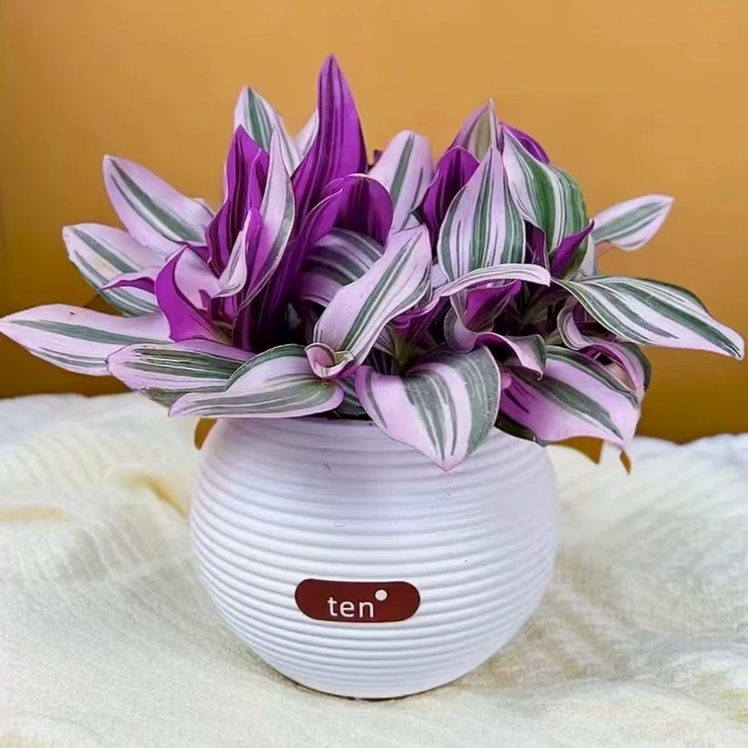 油画婚礼吊兰盆栽易爆盆好养活室内办公四季花卉绿植