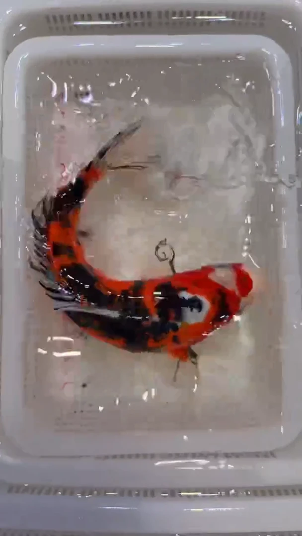 锦鲤精品锦鲤蝴蝶鲤