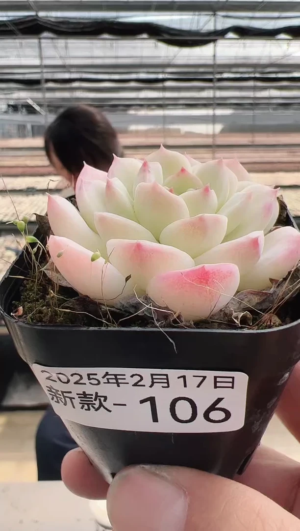 【闪购商品】新款多肉-106