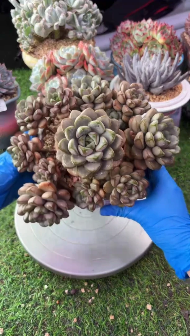 昆明印象多肉06280