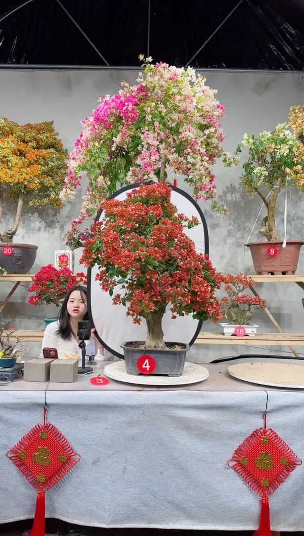 【闪购商品】盆景佩德罗