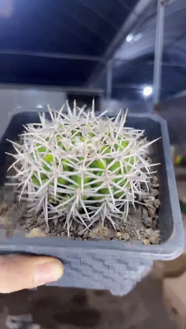 【闪购商品】【带根】 碧岩玉 7-10cm