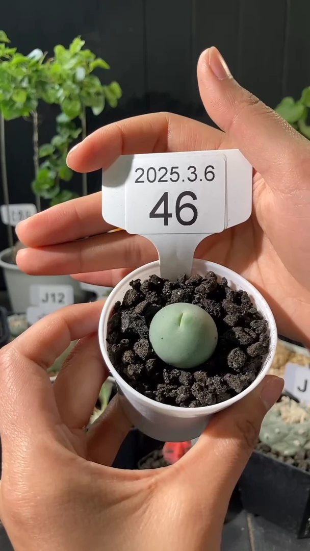 【闪购商品】鸽子蛋3.6.46