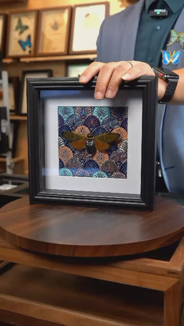 网翅蝉深蓝布底新款