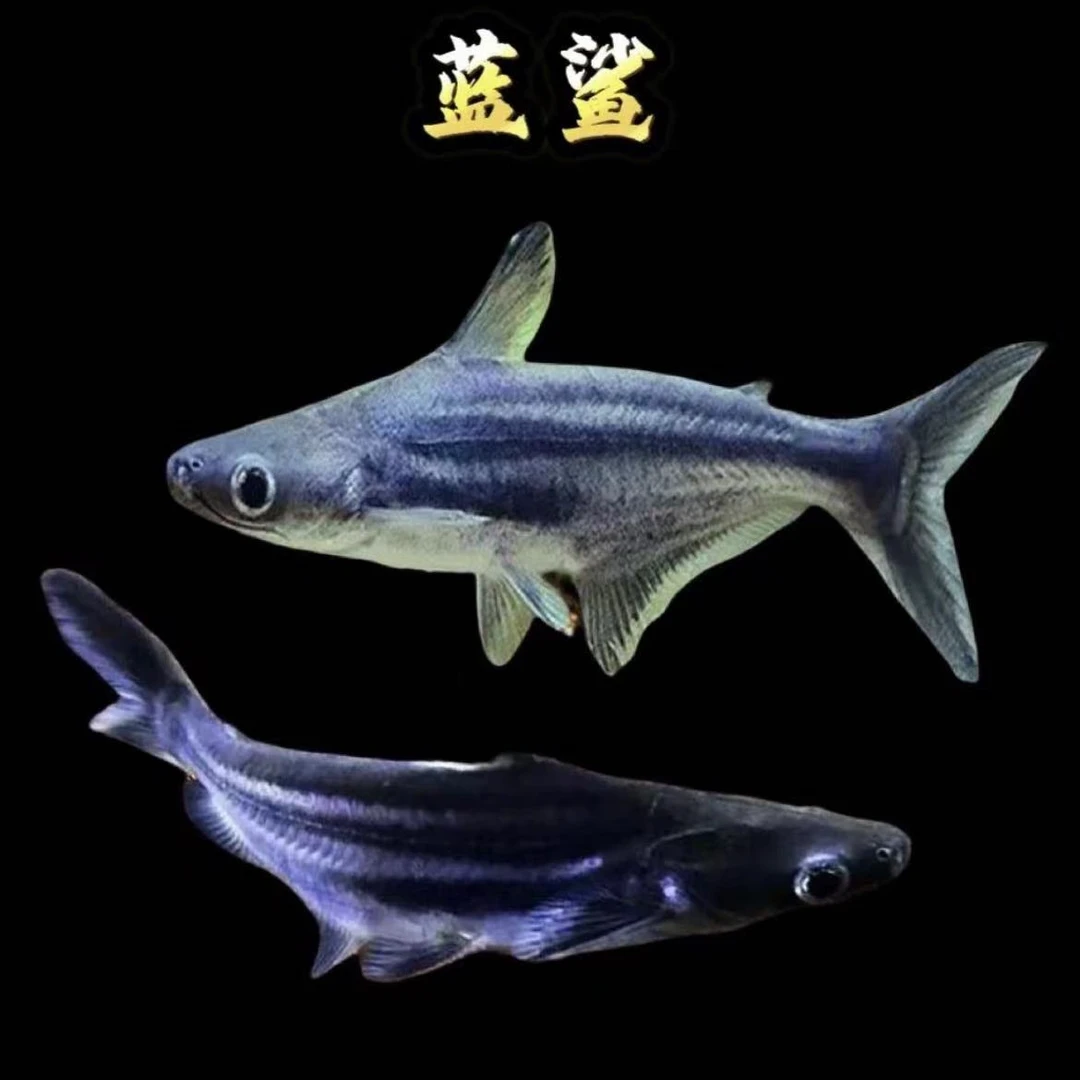 蓝鲨劳伦迪观赏鱼淡水热带鱼群游鱼清洁鱼大型鱼龙鱼配鱼