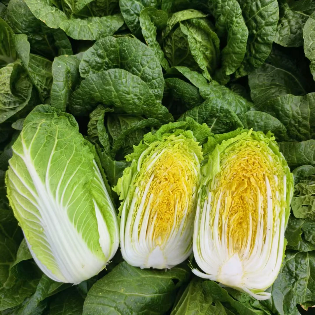 包邮云南娃娃菜新鲜蔬菜大白菜时令应季农家自种青菜
