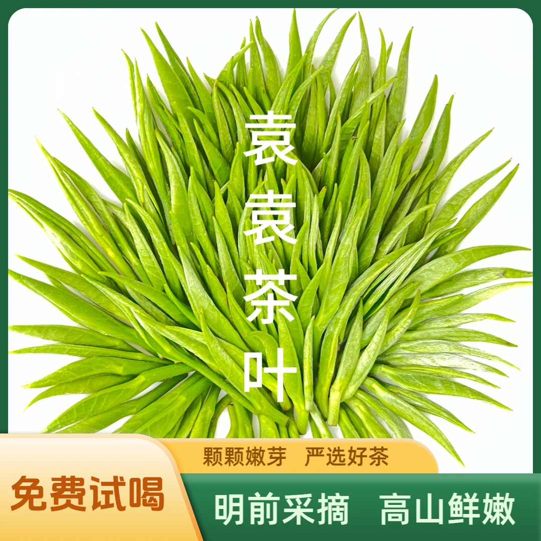 贵州2025年高山雀舌明前嫩芽