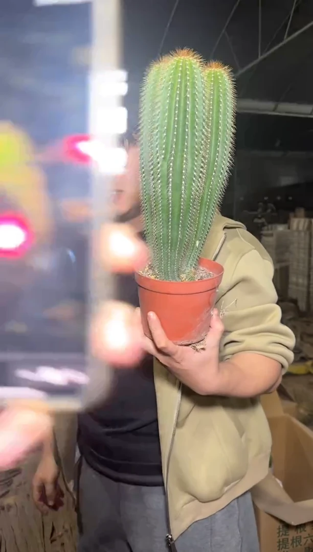 3头起 大凤龙【实生根】