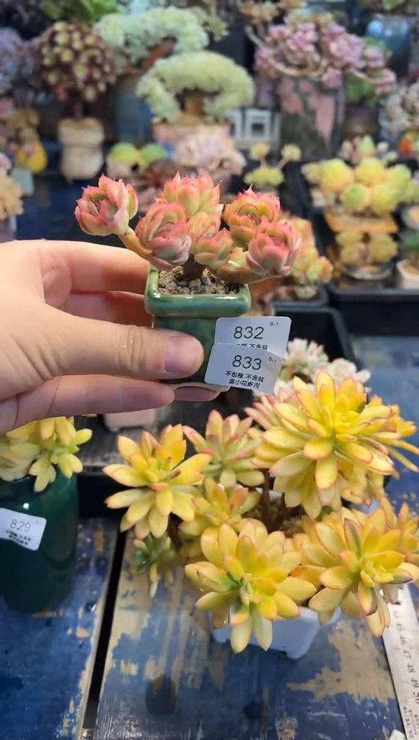 柚**✨833         花盆
