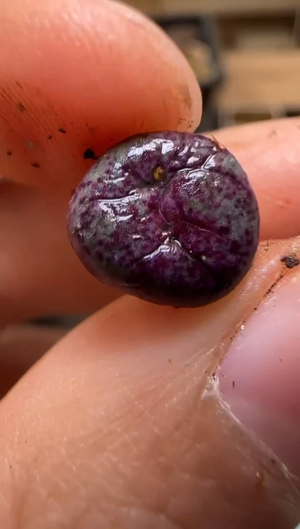 【闪购商品】7-71``1968