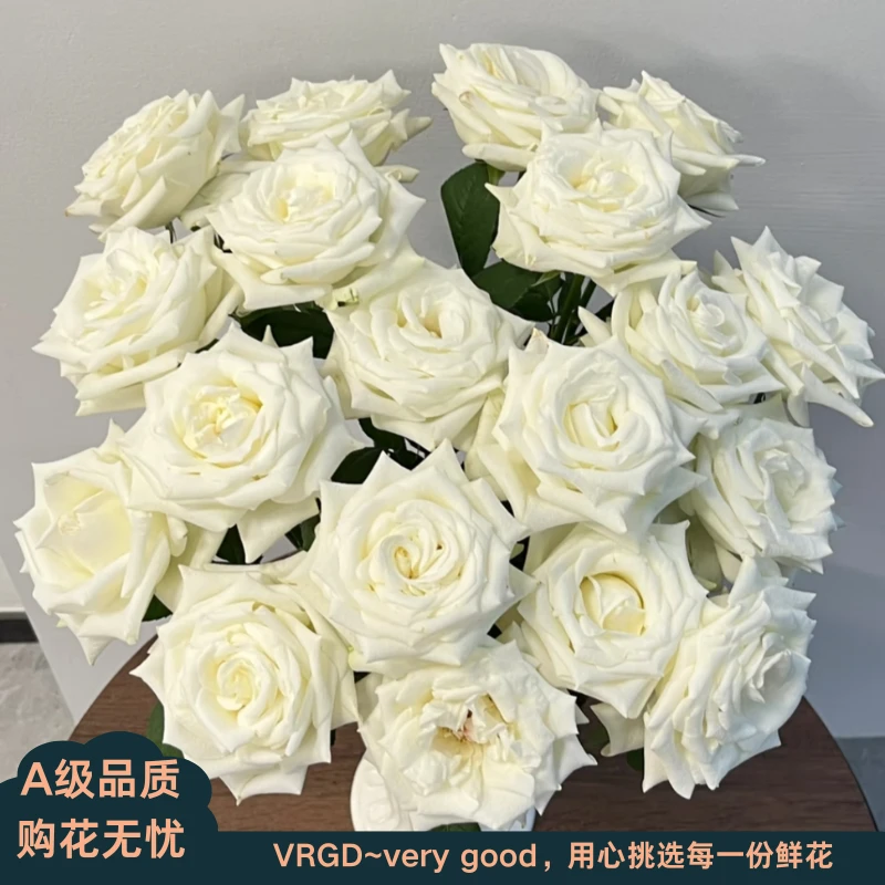 A级骄傲玫瑰鲜花居家庭插花送亲友VRGD瑧选品质顺丰包邮