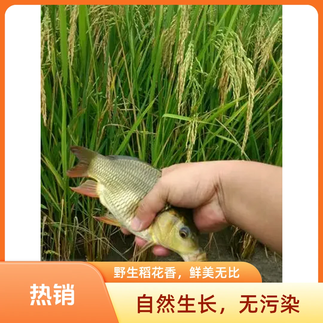 稻田（禾花鱼）三斤装鲜活氧气装 5至6条精品