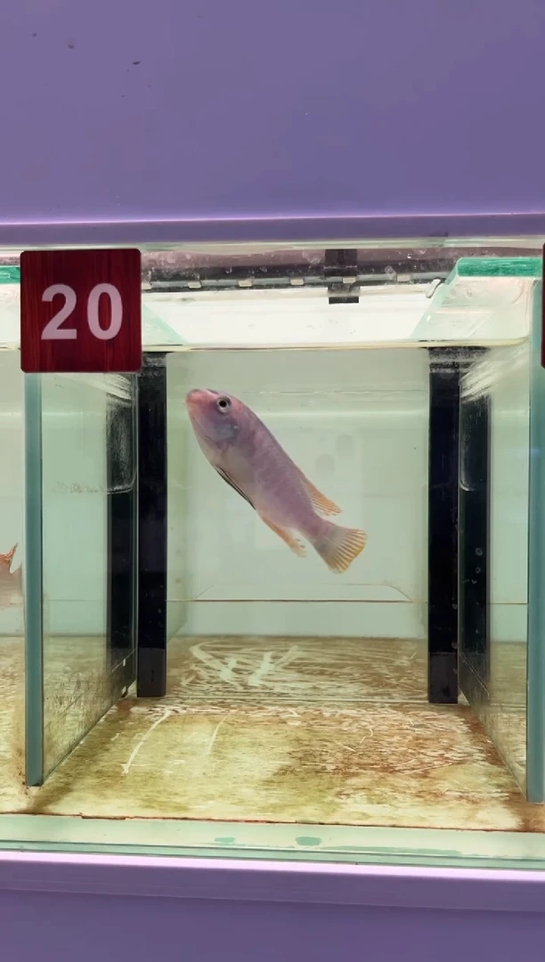 海水鱼三湖慈鲷人工