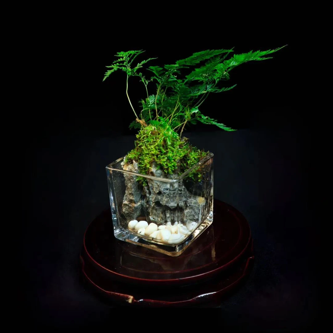 【重磅年货】小方缸狼尾蕨 福利款桌面山水景观8*8