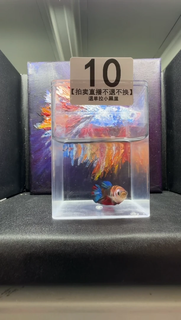 斗鱼母鱼编号：10