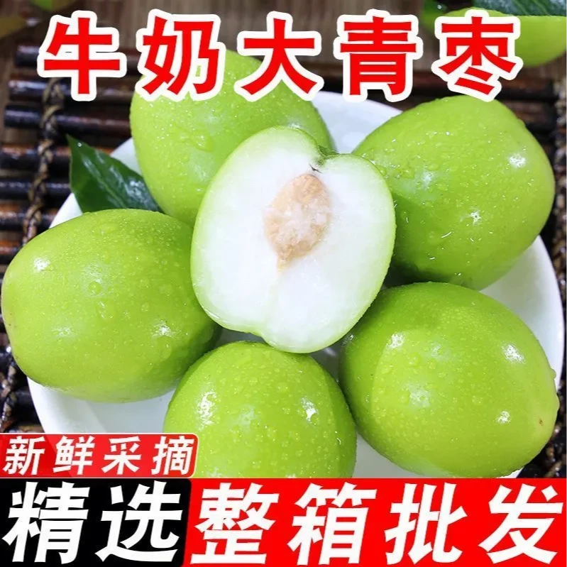 现货包邮云南牛奶枣大青枣台湾贵妃牛奶蜜枣新鲜苹果脆甜冬枣子
