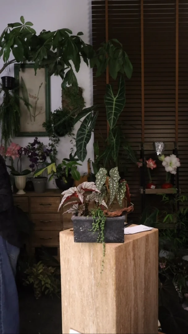 无花朵  组合盆栽 沙丁鱼 海威 佛珠