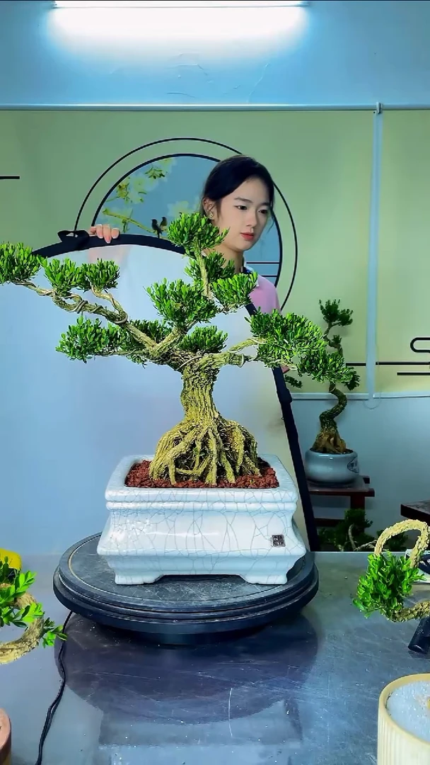 完全开放广东雀舌皱皮黄杨高端盆景