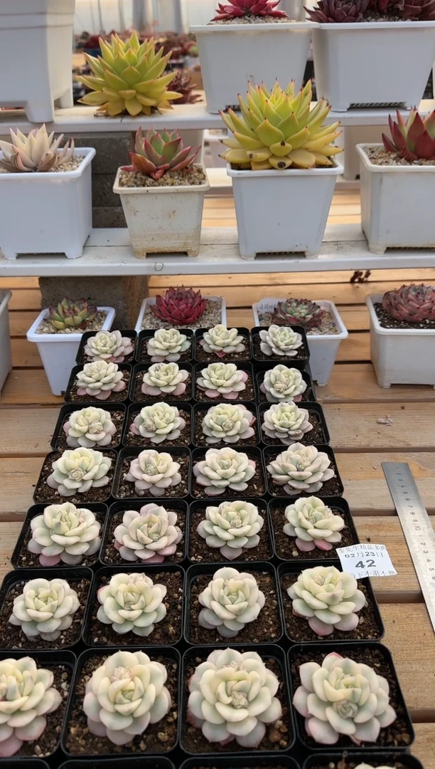 【闪购商品】0223-42妮可莎娜锦70#（量拍）