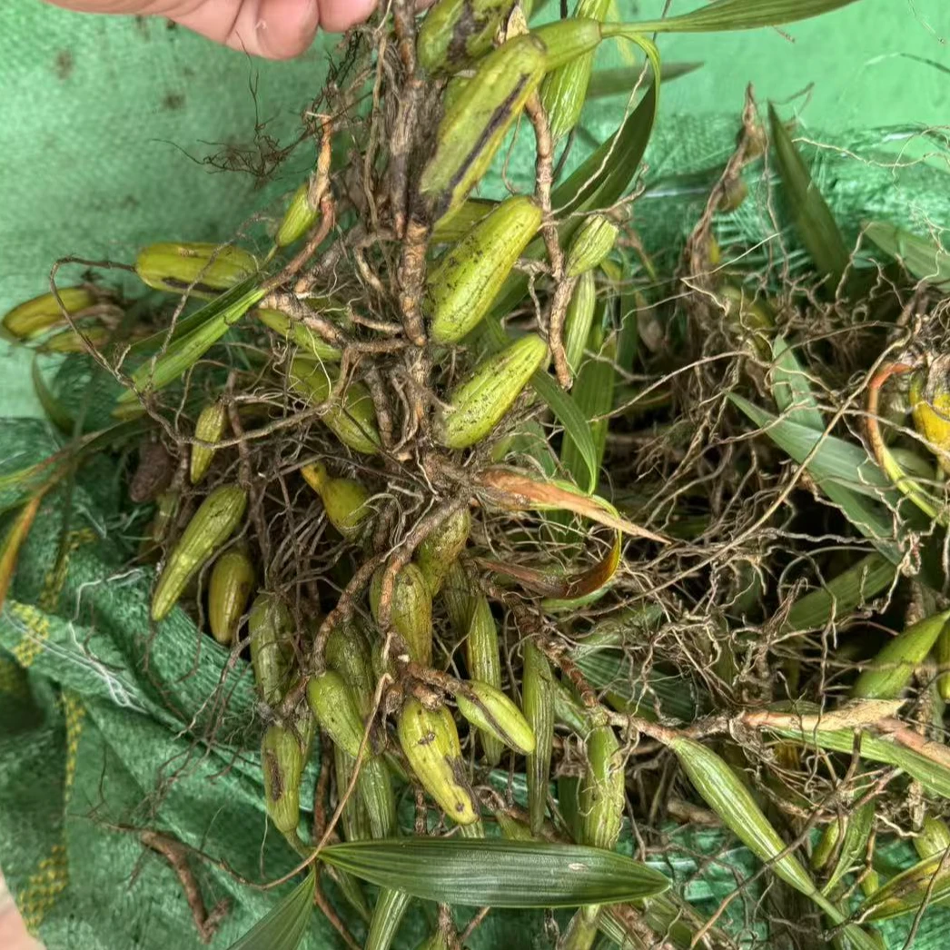 云南新鲜石橄榄500g