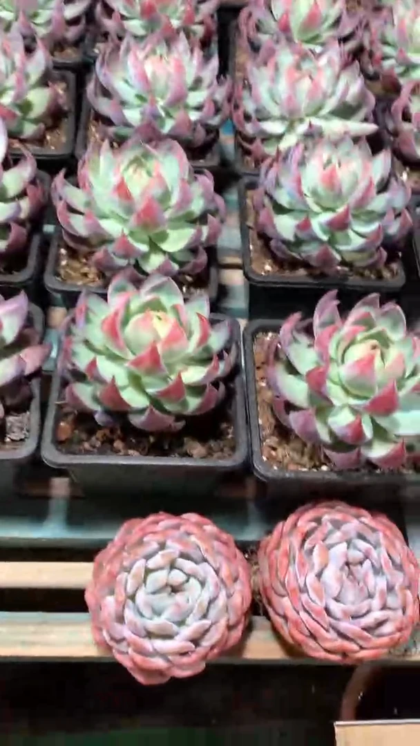 140盆惊鸿仙子1颗脱土