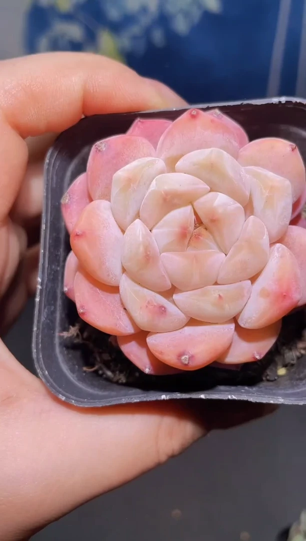 【闪购商品】145炮弹多肉