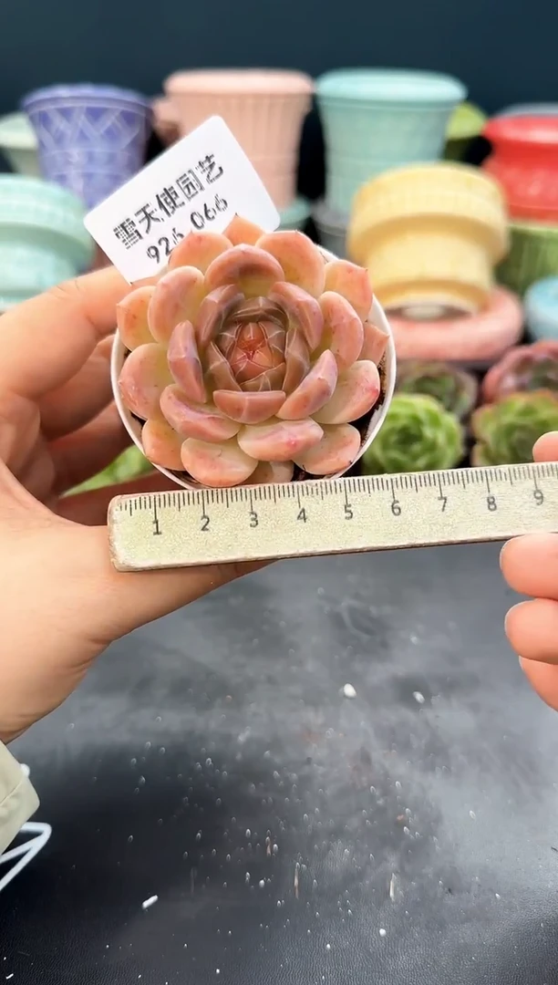 926-066青山（冠幅5cm）