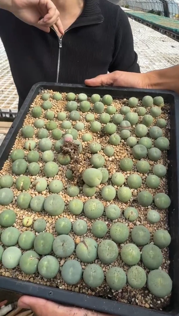 【闪购商品】5-1鸽子蛋x红嘴一颗