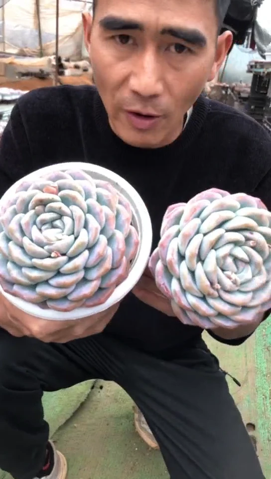 【闪购商品】单头大冰玉9.9米