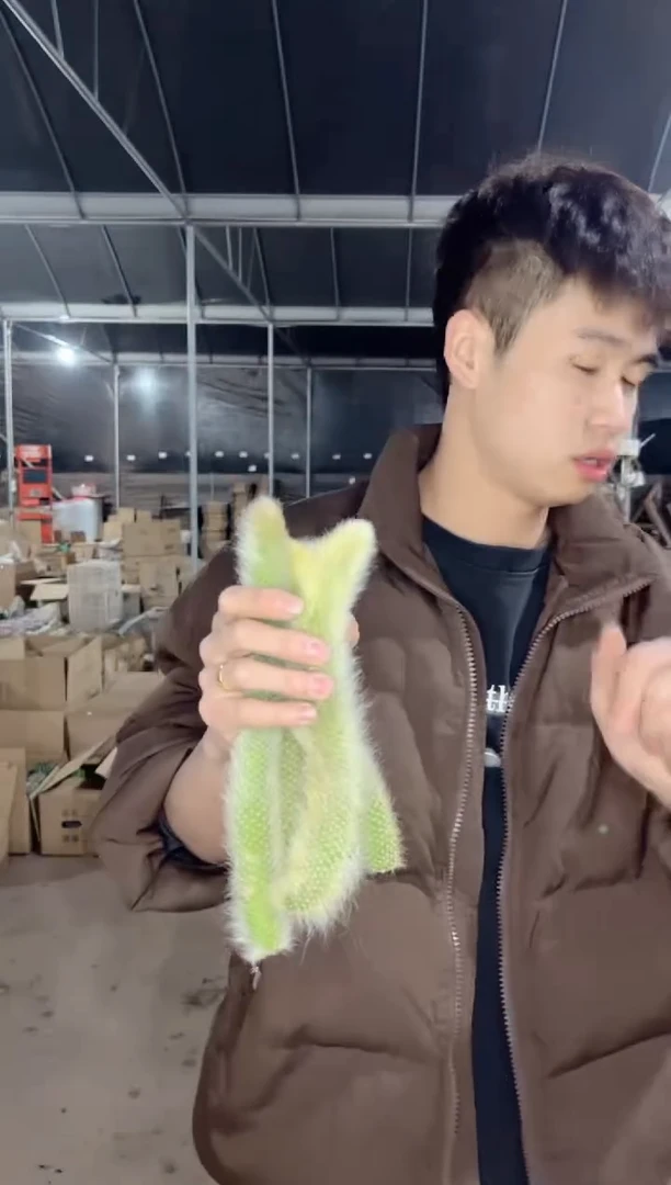 【闪购商品】8颗 13cm+ 九尾狐【无根】