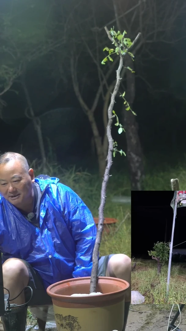 完全开放枣树0001