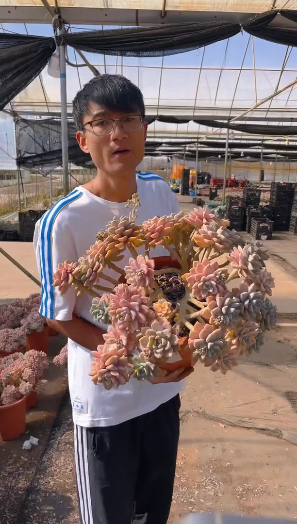 T035    多肉植物