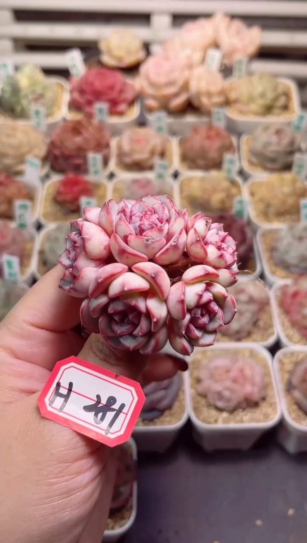 【闪购商品】H281花千骨一物一拍