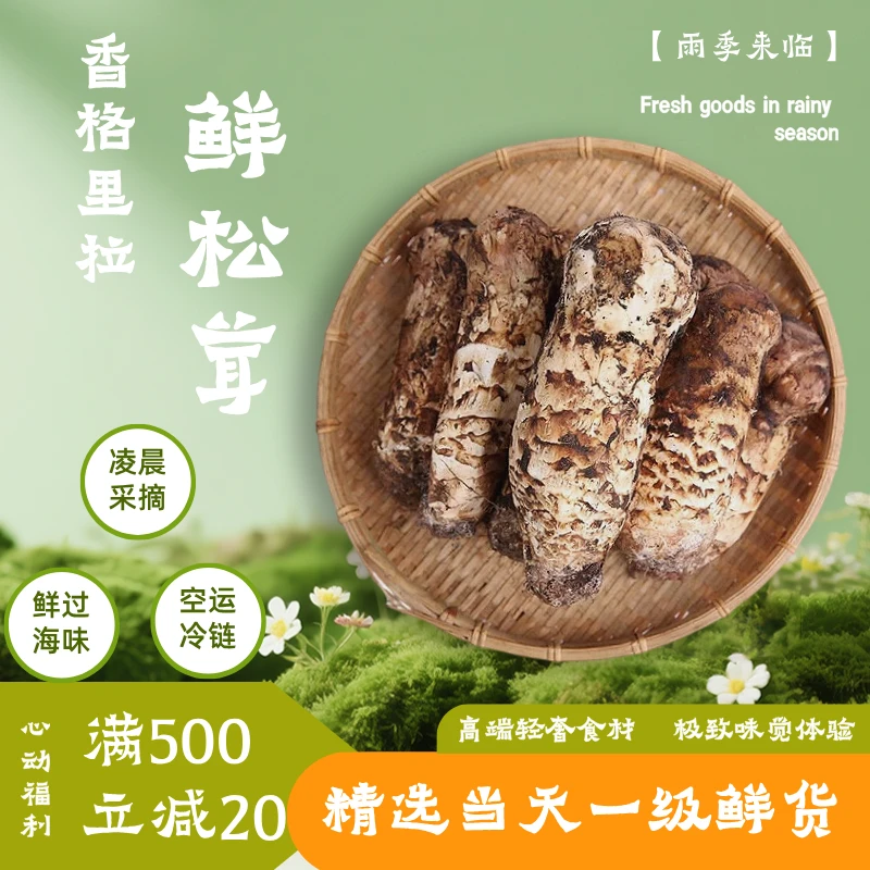 （一级精品）5-7cm精品级香格里拉野生鲜松茸顺丰空运 原产地直发