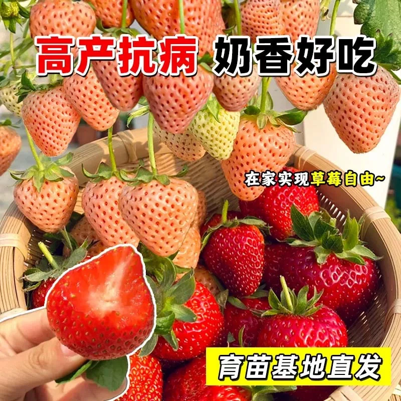 草莓苗秧盆栽脱毒四季红颜奶油草莓苗穴盘苗种苗原土发货阳台种植