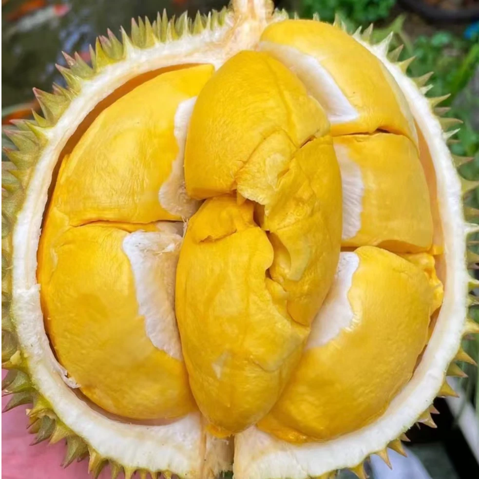 泰国长柄小猫山 鲜果 口感绵密软糯香甜 包4房