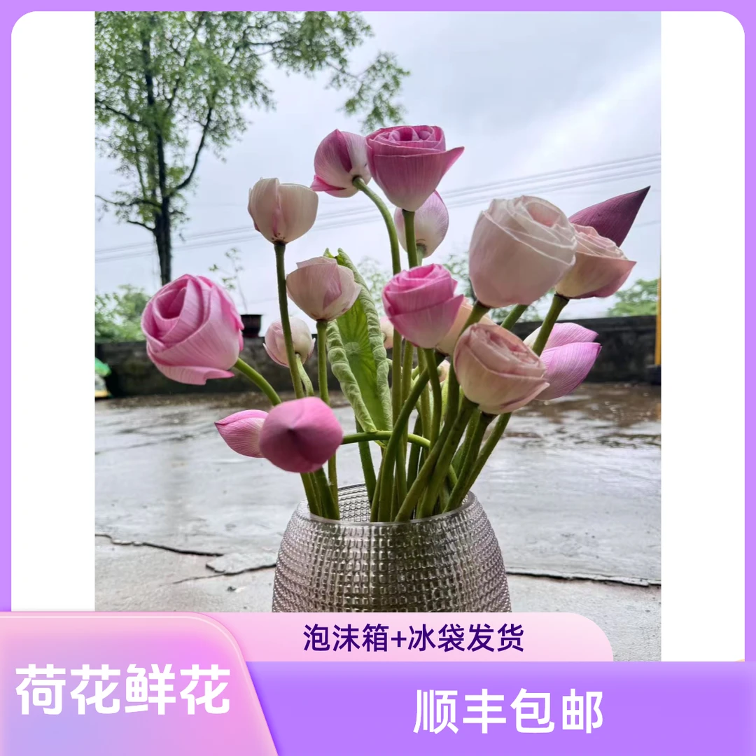 新鲜荷花鲜花花骨朵现摘现发带杆荷花鲜花夏季客厅趣味美观真花朵