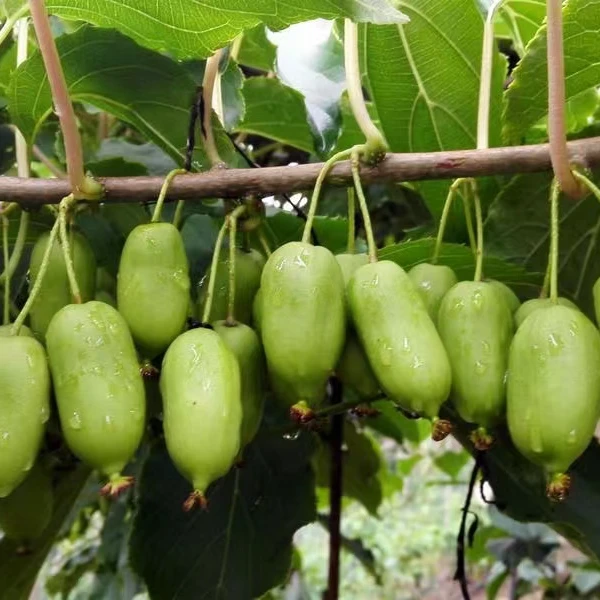 四大红袍软枣猕猴桃嫁接苗