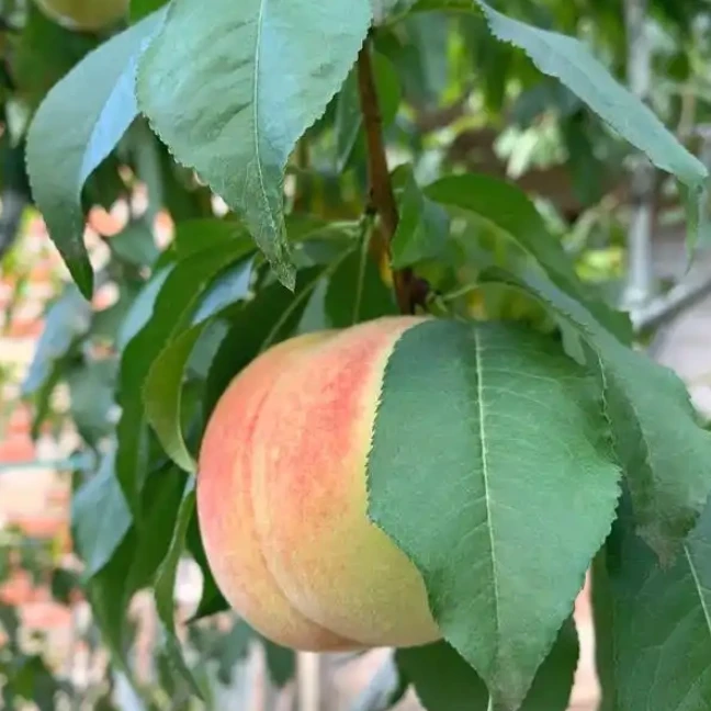 【韩大乐】突围毛桃2斤河北省