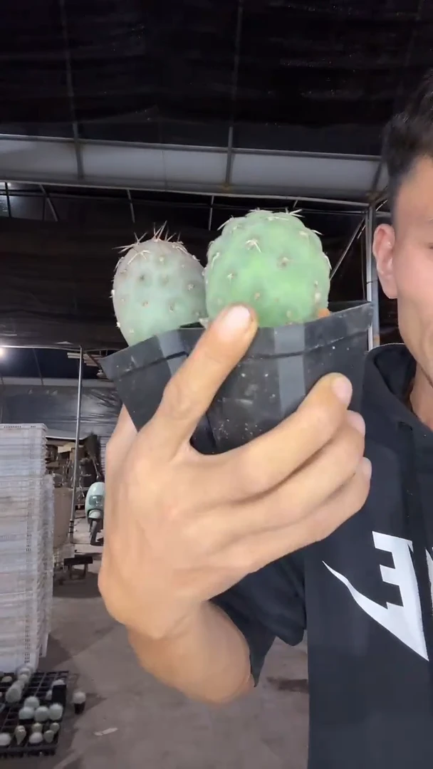 自根习自野29.99