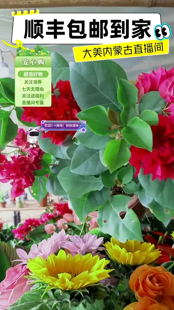 完全开放重瓣同安红三角梅