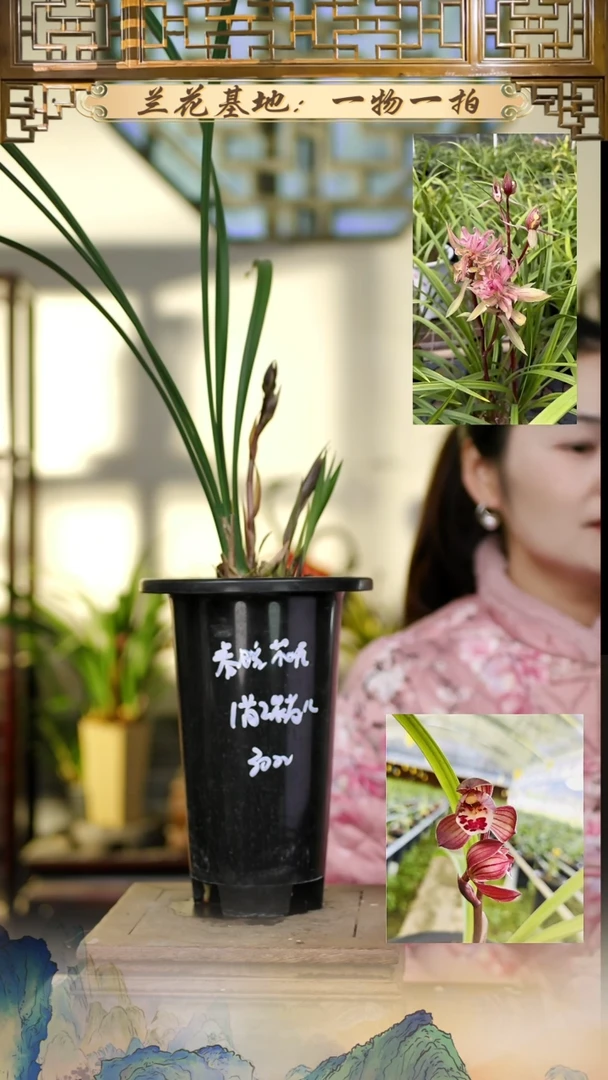 全部花苞春暖花开