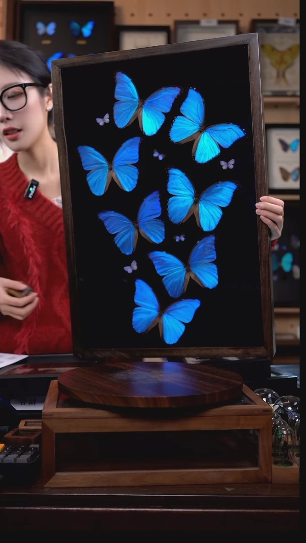 蝴蝶标本摆件竞拍d373（发货重新做一副）